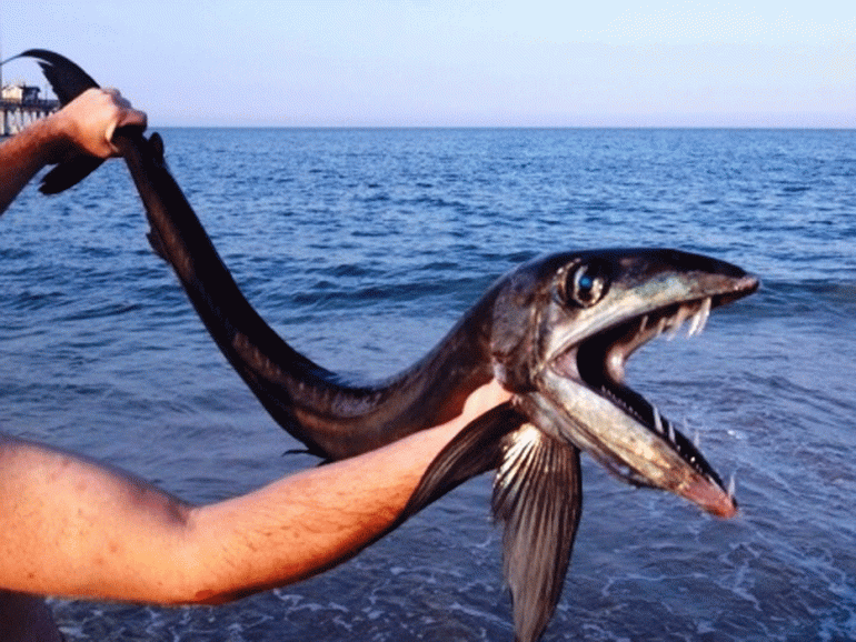 A Lancetfish was found Monday in Nags Head on a beach south of Jennette’s Pier. (Photographer: Leif Rasmussen via Daryl Law)