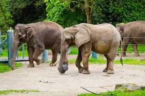 Photo: Ryan Hawk/Woodland Park Zoo