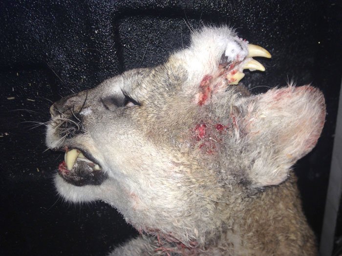 An abnormal growth of teeth, hair and whiskers on the forehead of a yearling mountain lion has some local biologists intrigued and others skeptical. Credit:Idaho Fish and Game